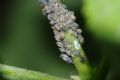 Aphis sambuci